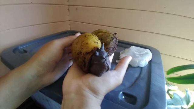 Улитки размером с ладонь смотреть онлайн