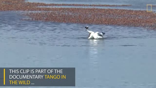 Bird dancing смотреть онлайн