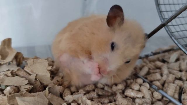 Syrian hamster is cleaning itself / Сирийский хомяк чистится смотреть онлайн