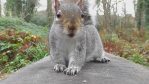 Кино для кошек. Птицы и Белка