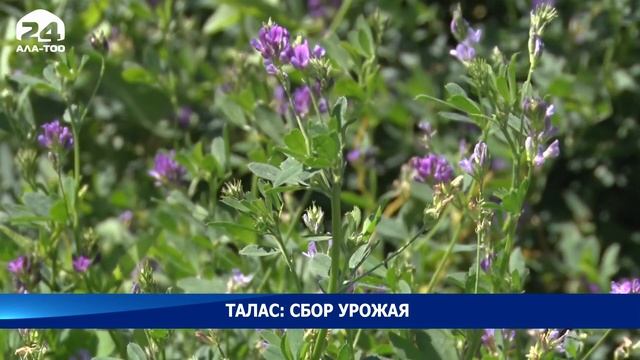 В Манасском и Кара-Буринском районах Таласской области продолжается сбор урожая смотреть онлайн