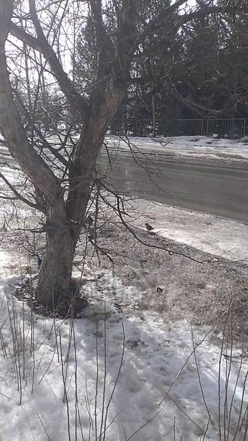 Свиристели прилетели. Стали совсем нечастыми гостями в лесу и городе, как и снегири. смотреть онлайн