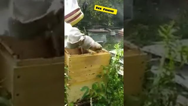 Дуже гарний медозбір. Повний вулик меду. смотреть онлайн