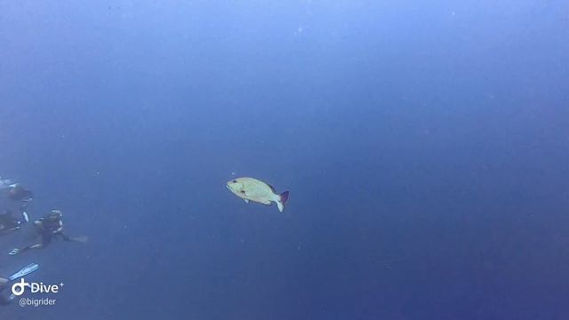 Четвертый день, первый дайв. Крупный луциан смотреть онлайн