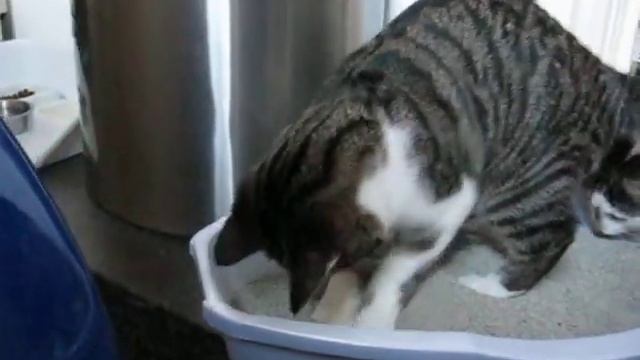 tijger en minoes graven in de kattenbak смотреть онлайн