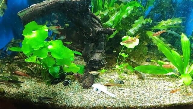 Вишнёвые барбусы переехали, анциструсиха стала самцом смотреть онлайн