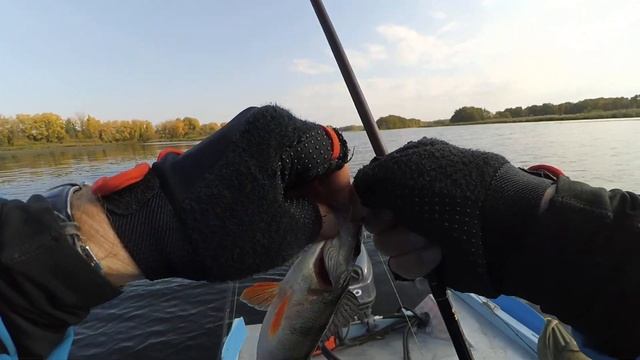 Окуни по весне кидаются на китайскую цикаду! смотреть онлайн