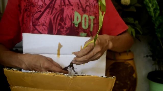 Unboxing Tanaman Janda Bolong смотреть онлайн