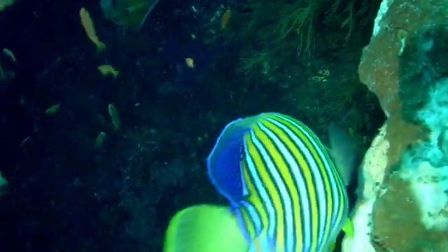 Regal Angelfish (Ship Wreck Tulamben) смотреть онлайн