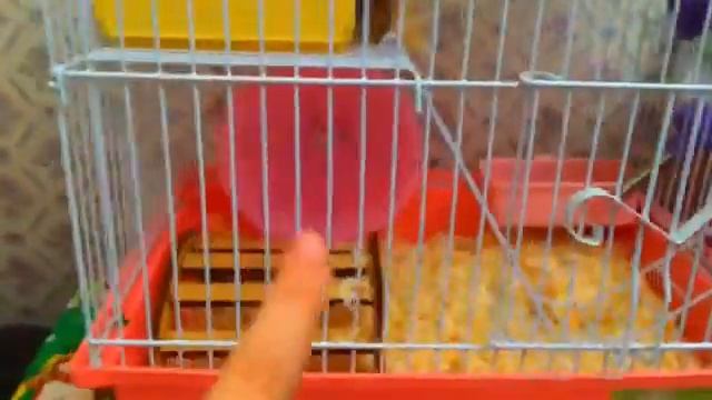 Новая клетка/ hamster Bagel смотреть онлайн