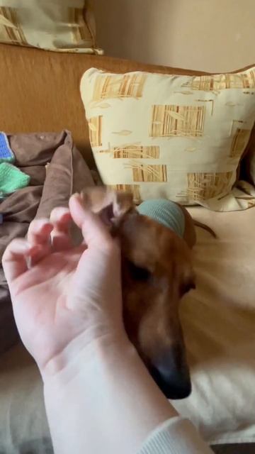 Best friend forever #dog #dachshund #puppy #dachshundarts #cutedachshund #собака #лучшийдруг смотреть онлайн