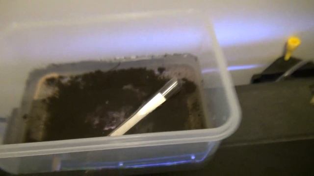 Part 3 How to hatch Nothobranchius Rachovii killifish week, 2 смотреть онлайн