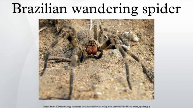 Brazilian wandering spider смотреть онлайн
