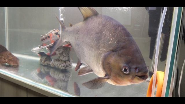 рыба смотреть онлайн