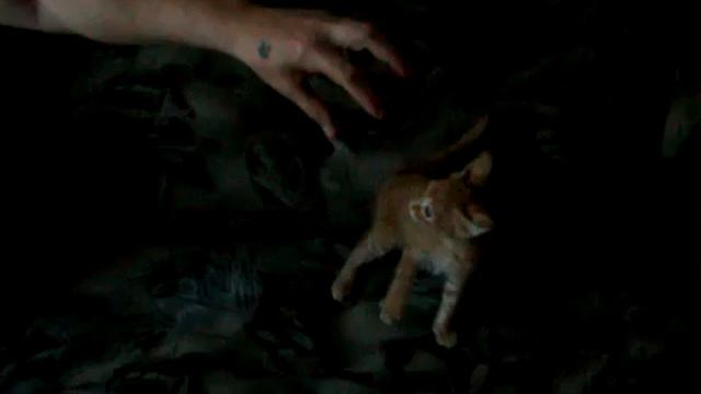 Троллинг рыжего кота.flv смотреть онлайн