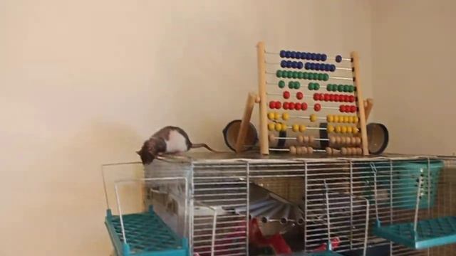 Клан Лысых. Июльский день-2. смотреть онлайн