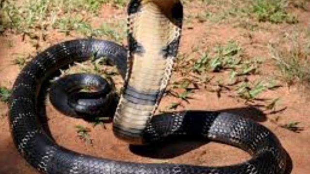 кобра против рептилий смотреть онлайн