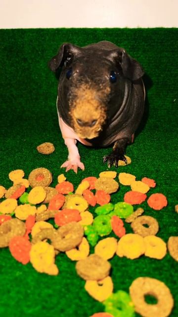 Skinny pig еда морских свинок смотреть онлайн