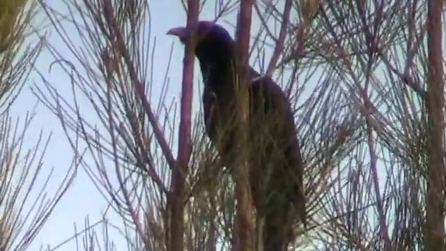 Koel - Bird watching in Australia with Ej-Birdwatching смотреть онлайн