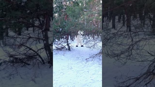 Медведь гуляет