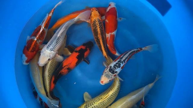 2023 MAR-200 Marusei Nisai Mix 35-40 cm SAMPLE смотреть онлайн