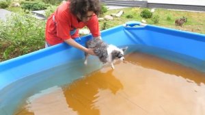 КУПИЛА ОГРОМНЫЙ БАССЕЙН ДЛЯ СОБАК! СОБАКИ КУПАЮТСЯ В БАССЕЙНЕ ПЕРВЫЙ РАЗ