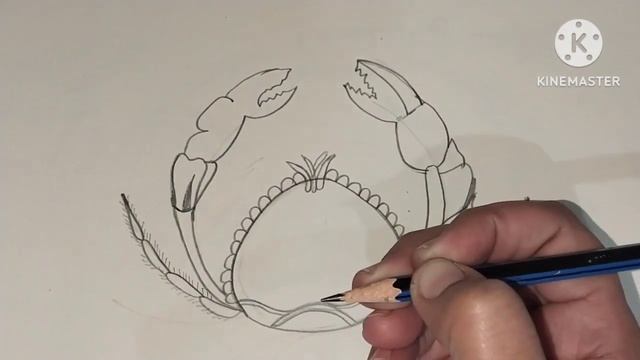Diagram of carcinus.phylum arthropoda. смотреть онлайн