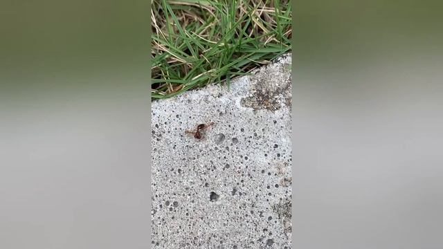 What`s going on after the nuptial flight of Solenopsis invicta смотреть онлайн