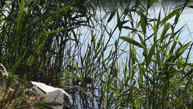 Влог-любуюсь на реку / сделала ЛЕОПАРДОВЫЙ маникюр #влог #семейный канал смотреть онлайн