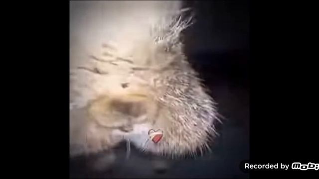 кот насал(знаю что не по теме но очень смешно). смотреть онлайн