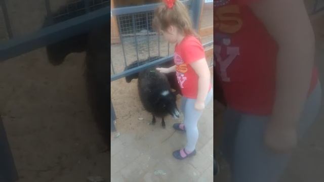 В Московском зоопарке. смотреть онлайн