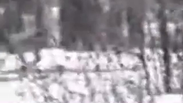 смешные животные смотреть онлайн
