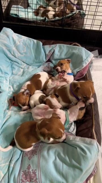 Чесята 🐶😍🥰 / ч.1 смотреть онлайн