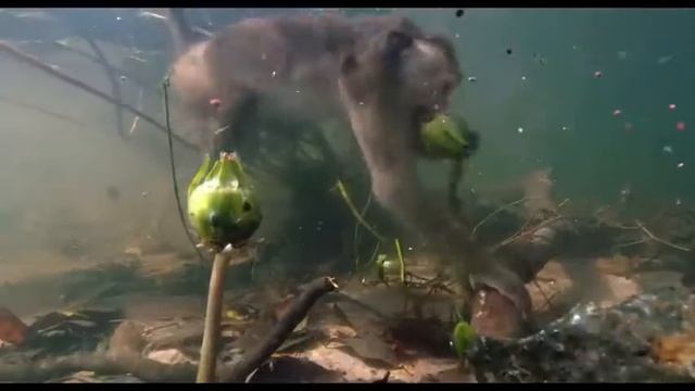 See Monkey Kingdom and make a difference! 480p смотреть онлайн