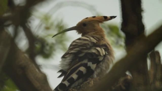Τσαλαπετεινός - hoopoe - upupa epops - удод - ოფოფი смотреть онлайн