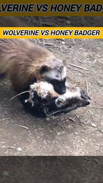 WOLVERINE VS HONEY BADGER - Who Would Win? #shorts смотреть онлайн