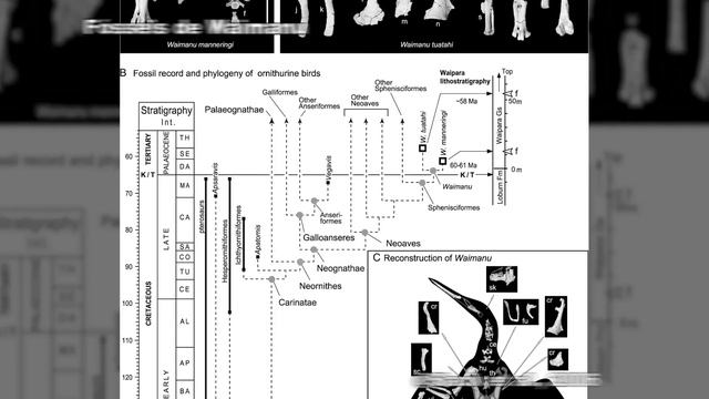 ORIGEM e EVOLUÇÃO dos PINGUINS (Spheniscidae) смотреть онлайн