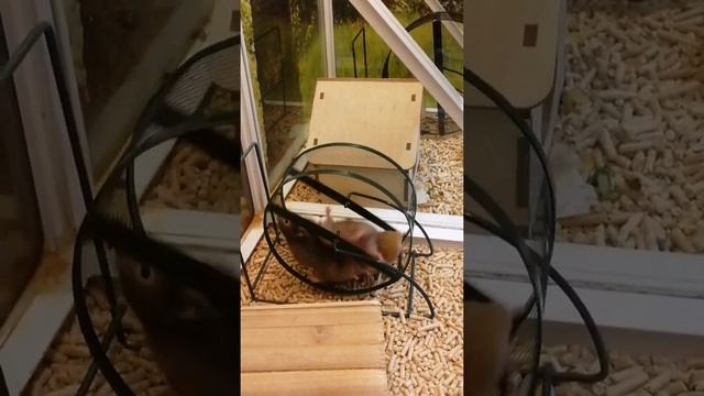 Удивительная жизнь хомяков смотреть онлайн