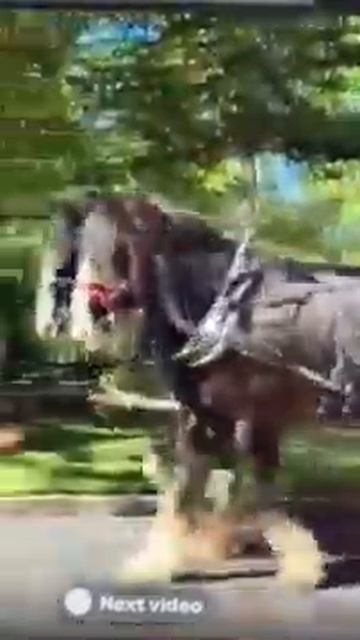 Shire Team смотреть онлайн