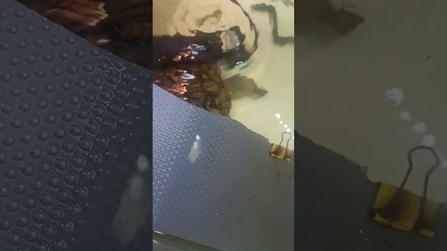 красноухая черепаха Тортик. надо есть с правильной стороны😅 смотреть онлайн