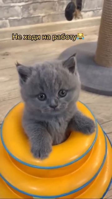 Животные в действии