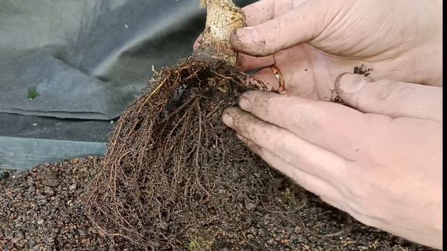 √4 фикус127 Бенджамина (Бонсай)