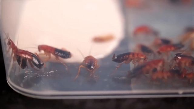 тараканы смотреть онлайн