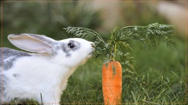 Свійські тварини. Відео для дітей смотреть онлайн
