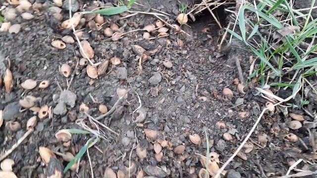 Что выкидывают мыши из своего гнезда весной! смотреть онлайн