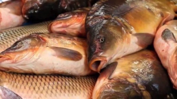 Как правильно выбрать рыбу в магазине