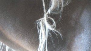 Кто заплетает косички лошадям по всему миру? Домовой? Ласка? Снежный человек?