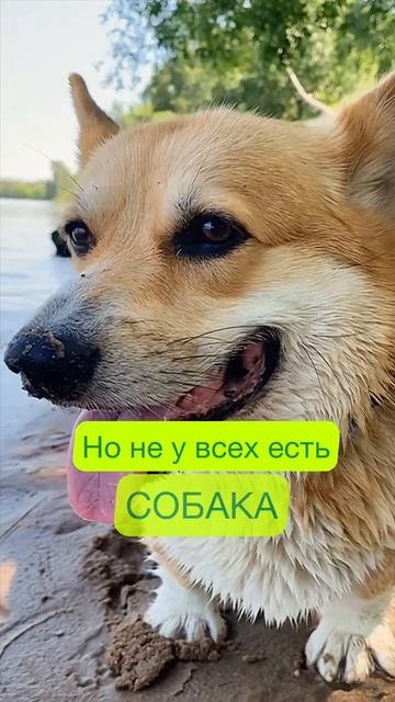 Отправь это видео знакомым собачникам смотреть онлайн
