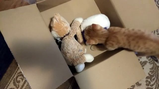 Котенок, коробка и любимые игрушки смотреть онлайн