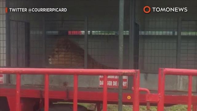 Circus tiger abuse: HSUS investigation reveals tiger was whipped 31 times in two minutes - TomoNews смотреть онлайн